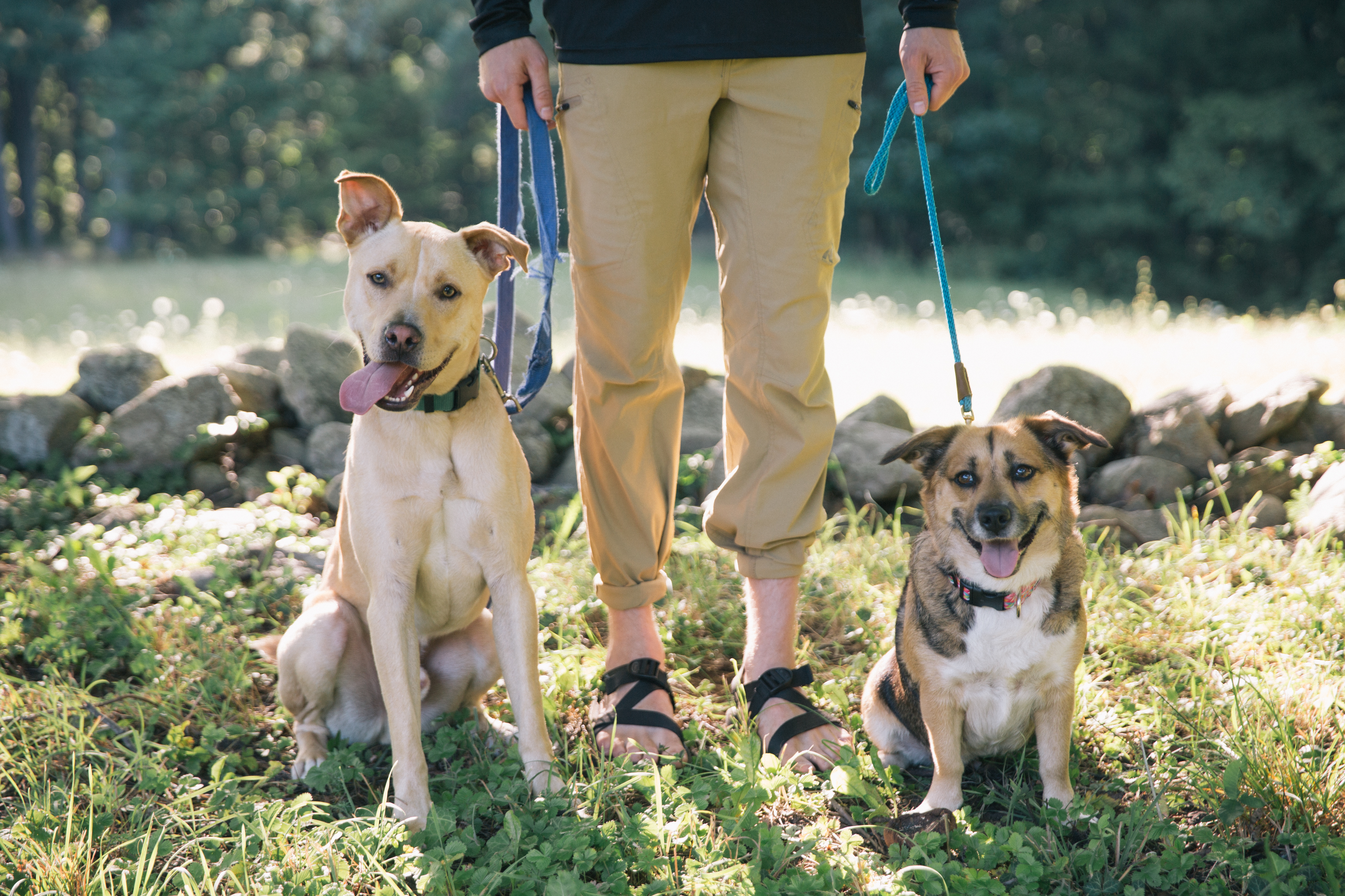 Keen Paws Dog Walker Canton MA