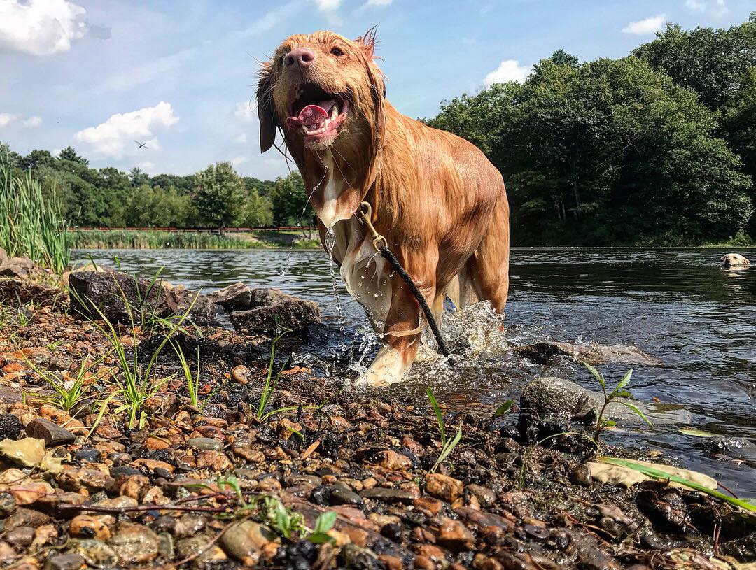 Dog Daycare Canton MA