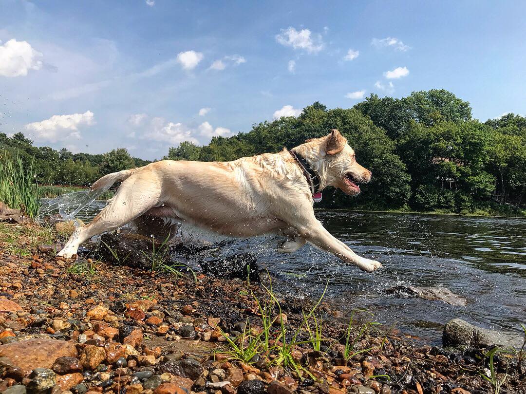 Dog Daycare Canton MA