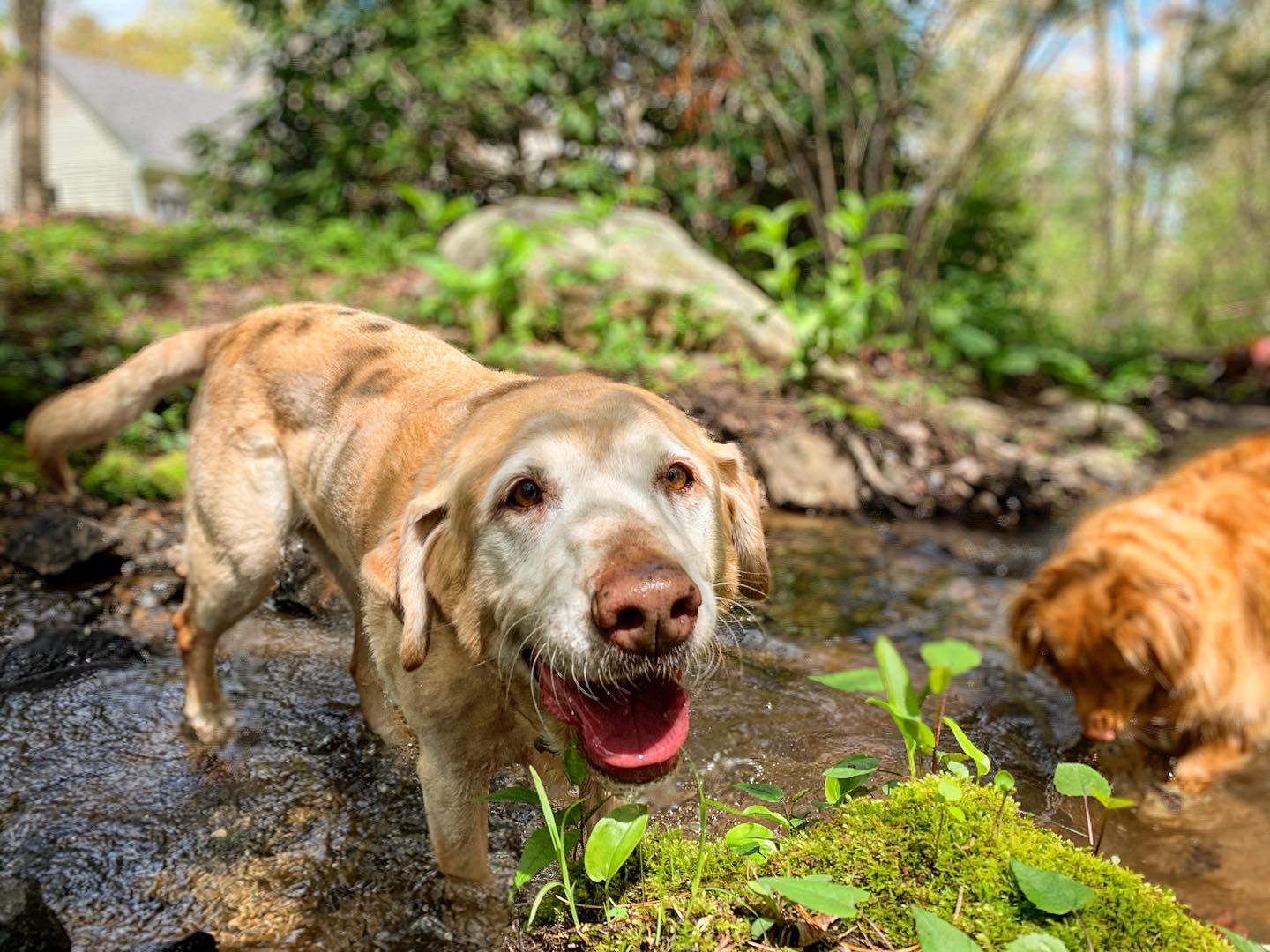 Dog hiking Canton MA