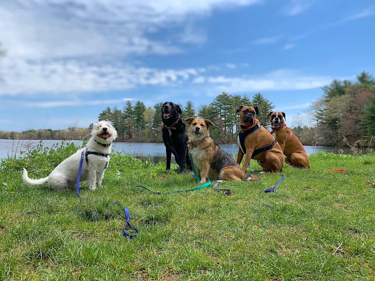 Dog Daycare Canton MA