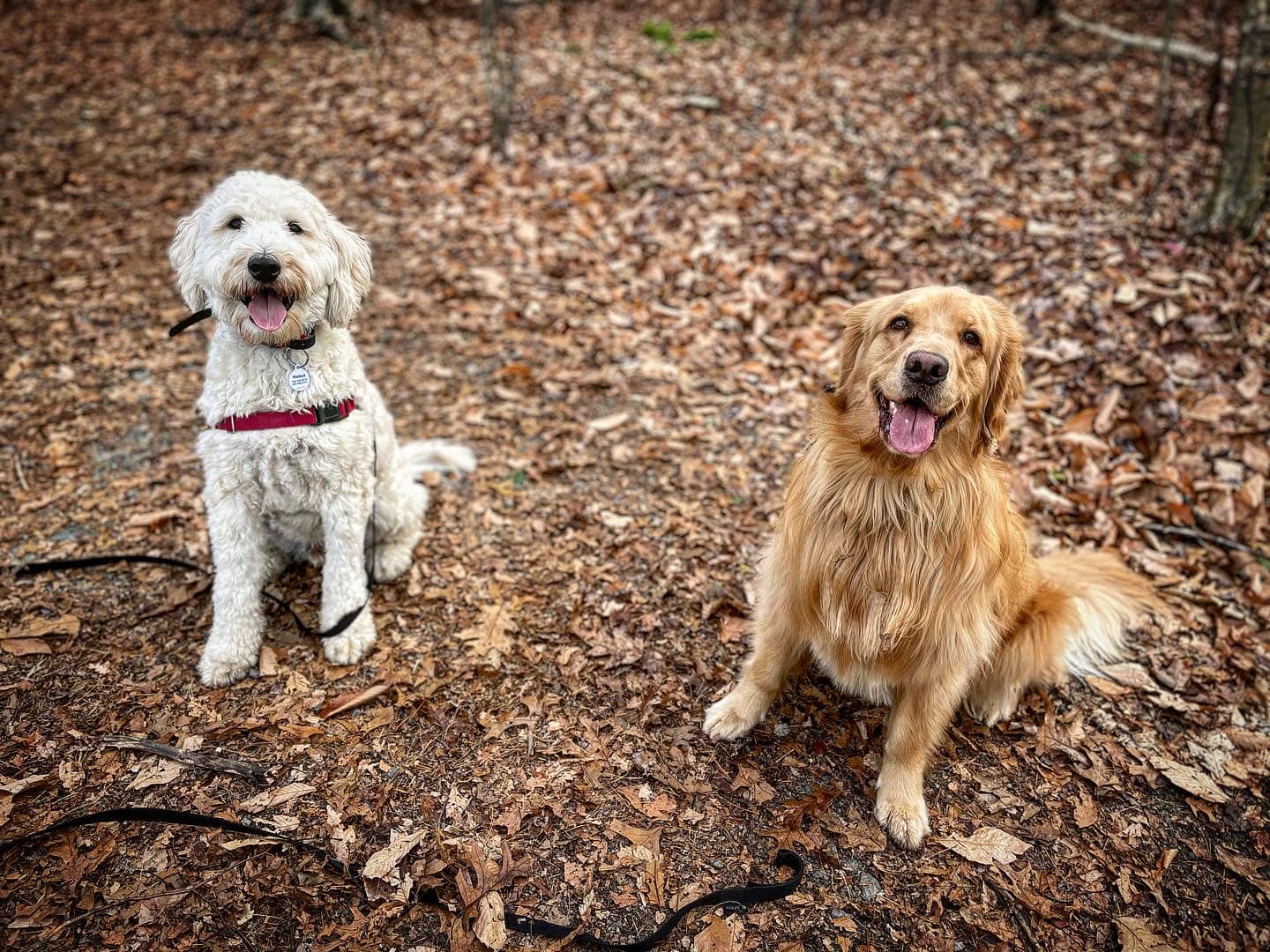 Dog hiking service