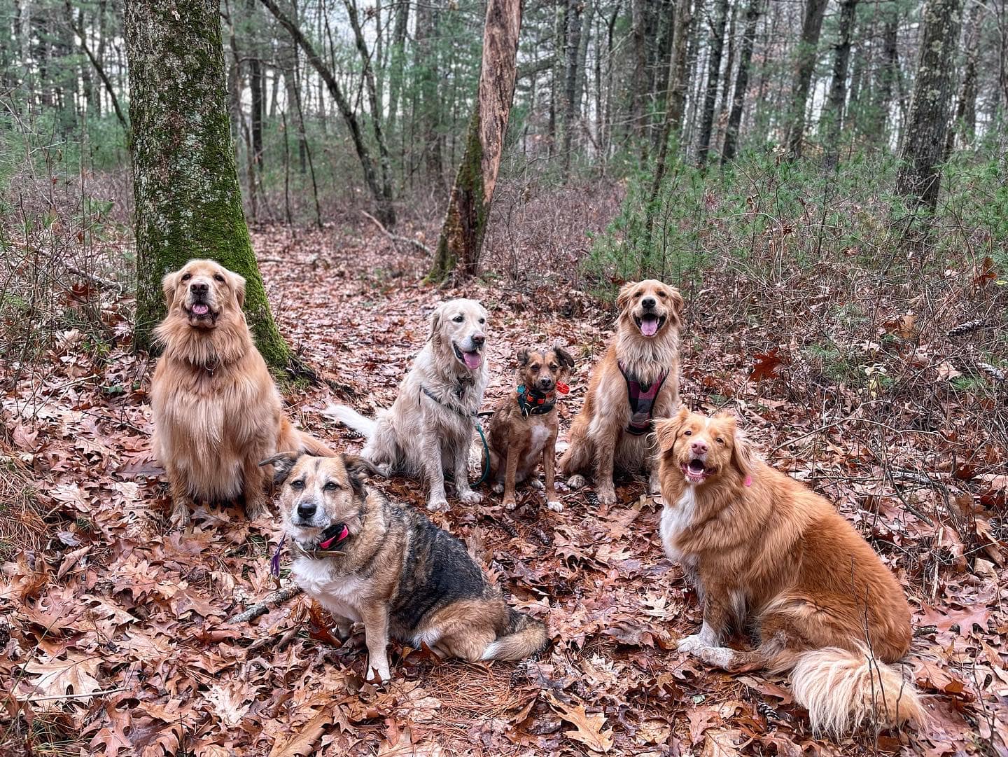 dog hiking and training walpole