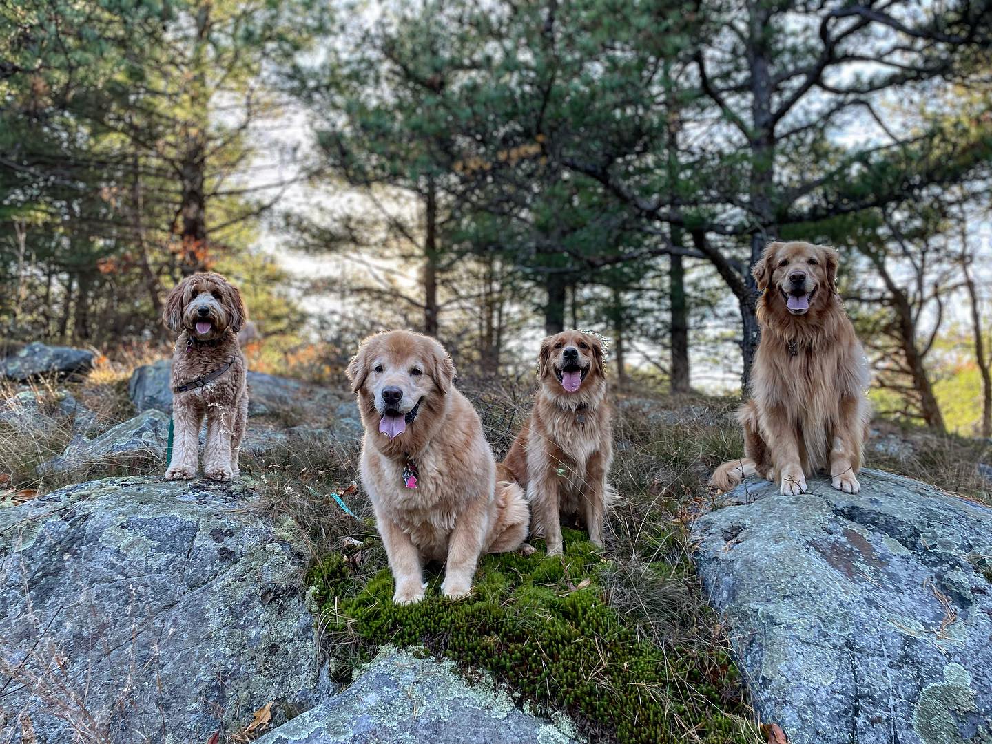 group of dogs enjoying their group off-leash dog hiking session