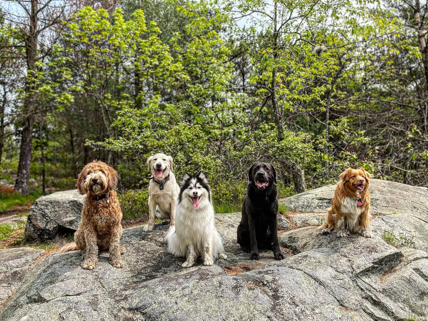 group of dogs enjoying their group off-leash dog hiking session